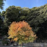 紅葉してきた。